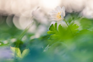Windflower Windflower